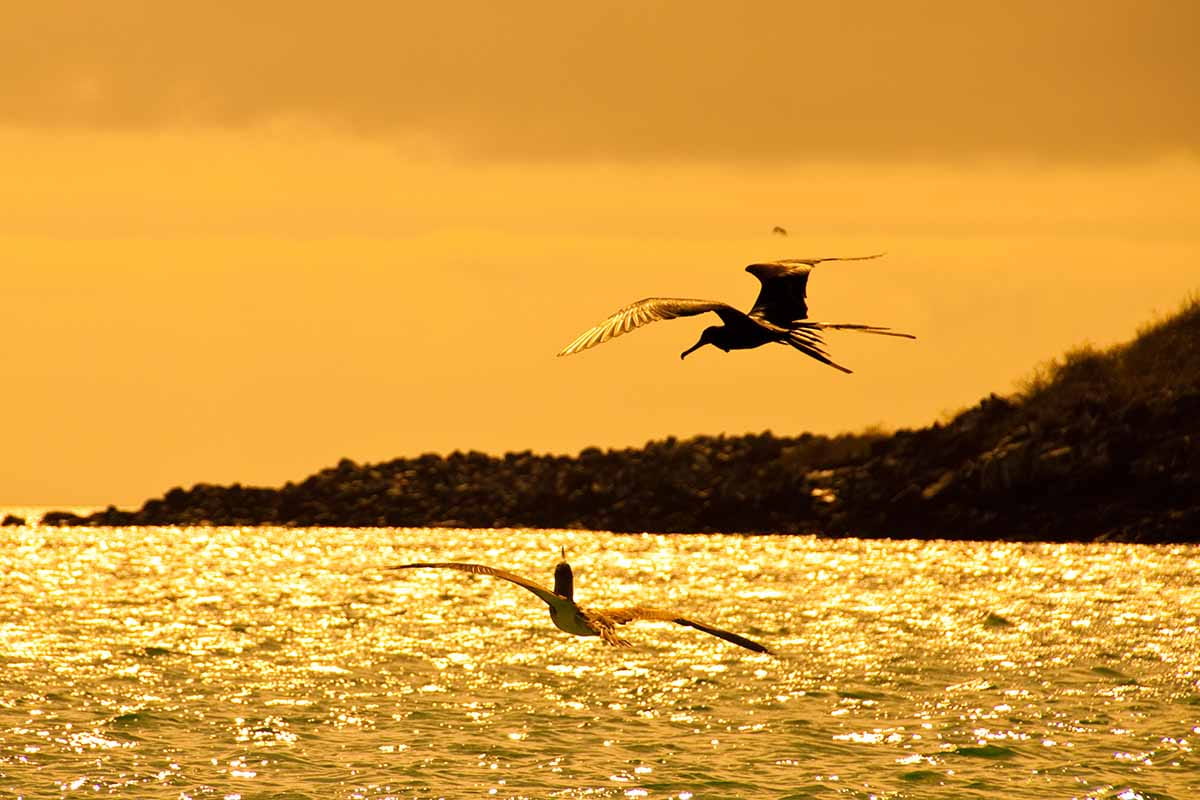 Bahía de Darwin | Frigate birds | Galapagos Islands