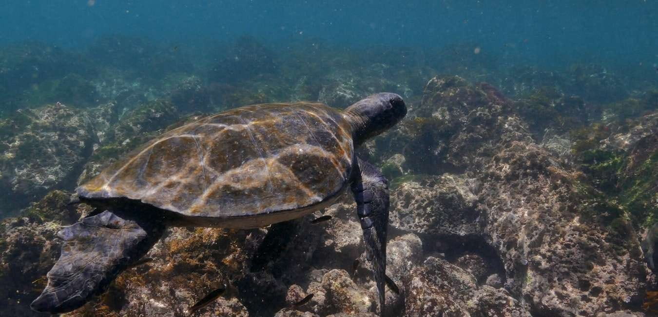 Bahía Tortuga | Sea turtle | Galapagos Islands